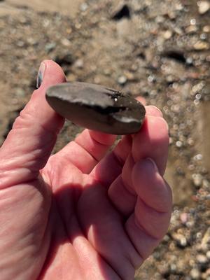 A post by @whitetailfreakstv on TikTok caption: Arrowhead hunting! Is this a axe head and no groove? Any help appreciated! #arrowhead #artifacts #whitetailfreaks 