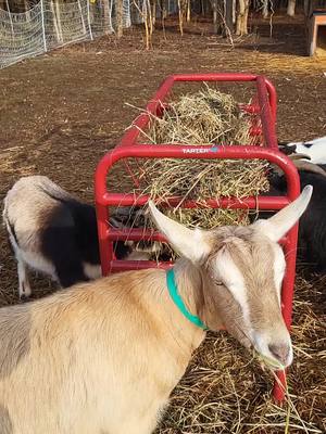 A post by @ali_just_jiggin on TikTok caption: easy morning on our tiny farm  #homestead #livestock #goats #ducks #chickens #farmlife #nigeriandwarfgoats #duck #goat #chicken 