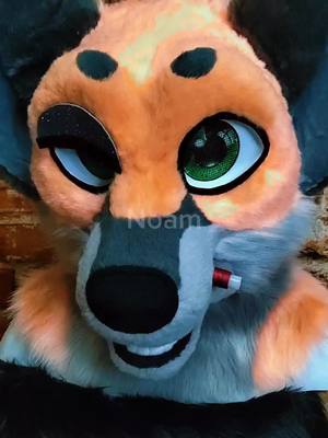 A post by @mardarface on TikTok caption: #fursuiter #furryfandom #furry #fursuit 