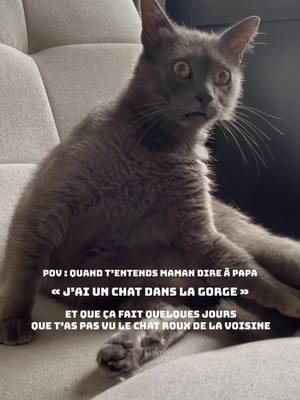 A post by @clea_et_cie on TikTok caption: Mystere et pelote de laine …  . . #chat #humour 