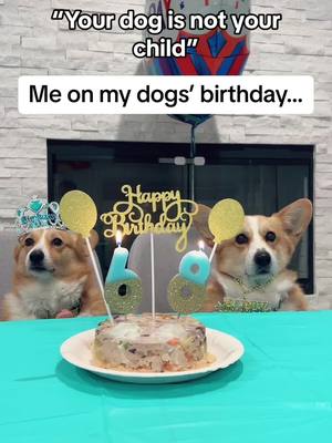 A post by @nayothecorgi on TikTok caption: Forever my fav kids ❤️❤️#corgi #Puppy #corgibirthday #dogbirthday #fyp #mykid 