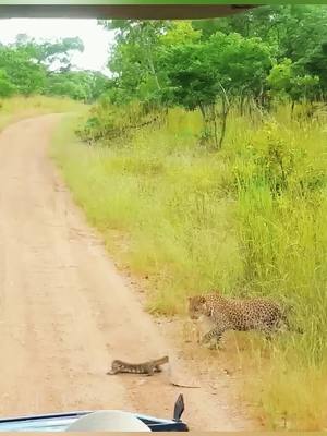 A post by @wildlife.243 on TikTok caption: #wildanimals #leopard #animals #wildlife 