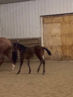 A post by @karigrefsrud on TikTok caption: Showing off her baby horse moves  🐴Taylor🐴  #foalsoftiktok #foalsof2024 #taylor #foalingseason #foalsoftiktok 