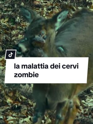 A post by @fatti_terrificanti on TikTok caption: la malattia dei cervi zombie… #orrore #terrificanti #malattia 