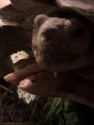 A post by @scalesandthings on TikTok caption: Sulcata tortoise feeding time!!!  . . . . . . . #foryou #foryoupage #fyp #zoo #reptile #cute #pets #animals #PetsOfTikTok #africa #tortoise #tortoises #sulcata #sulcatatortoise #poptart 