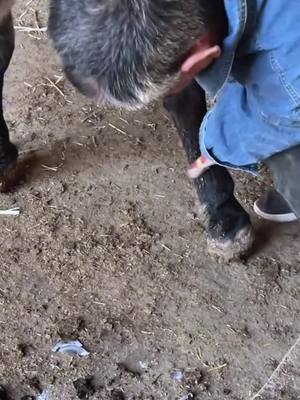 A post by @decompressionking2 on TikTok caption: #satiying #shoeing #donkey #manicure