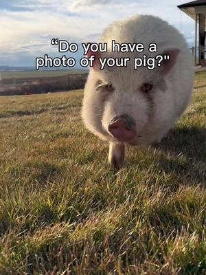 A post by @daisythepig08 on TikTok caption: No wonder my storage is always full. #capcut #pig #animals #cute 