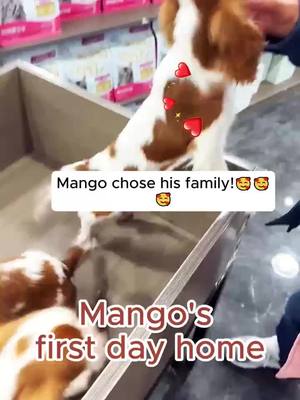 A post by @chicwoof on TikTok caption: welcome our new furr family member! this is the gift for you. You deserve the best😘😘 #cavalierkingcharles #cavalier #cavalierpuppy #puppytiktok #dogsoftiktok #cavaliersoftiktok #dogs #puppy 