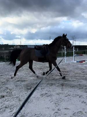 A post by @daria_sv_13 on TikTok caption: House of dragon 🐲 #horse #younghorse #equestrian #spock #jump #showjumpinghorse #equine #equestrianvibe #vibe #horseproblems #equestrianlife #equestrianproblems #youngstproblems #trot 