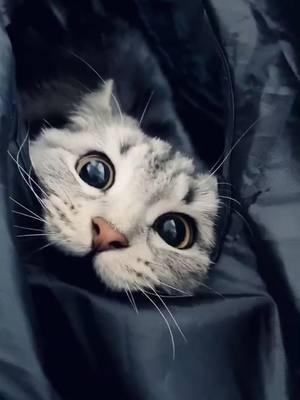 A post by @shuba.the.siberian on TikTok caption: 👀👀👀 #cats 