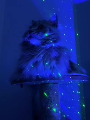 A post by @shuba.the.siberian on TikTok caption: Space feline 🌌🪐