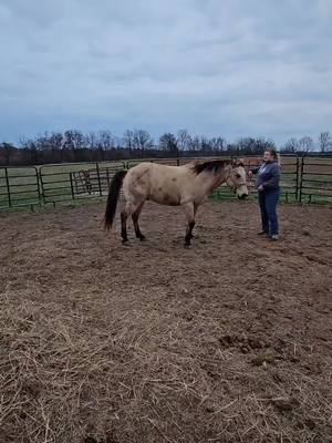 A post by @alaynafeller14 on TikTok caption: #buckskin #horsesoftiktok #horses got some work done in the round pin with my new horse 🐎 