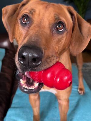 A post by @buddy_the_ballbag on TikTok caption: He lubs his peanut butter!❤️ #excusemesir #rhodesianridgeback #PetsOfTikTok #pets #animals #peanutbutter 