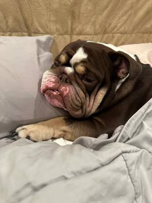 A post by @thebulldoghamilton on TikTok caption: Too early… . . . . . #e#englishbulldogb#bulldogn#norcalenglishbulldogf#fypf#foryouf#foryoupagee#explore#t#tiktokpetsb#bulldogsoftiktokbulldogsofinstagram 