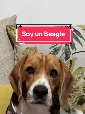 A post by @beaglemiloo on TikTok caption: ¡Cosas de Beagles! 🐶💙 #beagles 