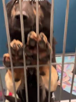 A post by @shenandoahshepherdrescue on TikTok caption: Our intake is closed while we work to adopt out dogs and replenish funds, but I wanted to share this request from a Warren Ark Animal Shelter in Warrenton, NC. These dogs look so sweet and deserving. While there is no deadline yet, this shelter does have to euthanize for space, so urgency is given. Hi, Jennifer, we have a few dogs in desperate need of rescue. Please let me know if you would be able to help. These poor dogs were rescued from an extremely bad situation. It's a mom around 4 years old and her two babies around 9 months. They are currently rescue only. They were all kept in an inhumane matter where they came from. We received a report, and the officers found the two puppies crammed into one crate, with no food, water, or protection from the elements. Mom stayed by their side. The owner surrendered them to us upon request. Poor souls spent most of the life crammed into a wire crate together. Their living conditions were horrible. Mom's doing better than expected, but the babies are terrified. I'm hoping you will be able to give them the second chance at life that they deserve. #shelterdogs