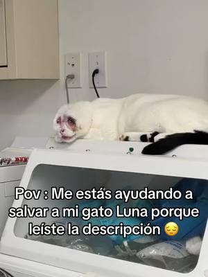 A post by @salva_lunaa on TikTok caption: Mi gato Luna lleva enfermo varios meses, y su sufrimiento persiste. Tememos que solo le queden unos pocos días de vida 😖... Él significa todo para mí, y me niego a perderlo 💞. Desafortunadamente, como joven, no cuento con los recursos financieros necesarios para cubrir sus cuidados. Por esta razón, he considerado utilizar TikTok como una vía para recaudar fondos y salvar a Luna. Para lograrlo, necesito tu apoyo. La meta es hacer que este TikTok se vuelva viral y así financiar los cuidados de Luna. Te pido que te suscribas a mi cuenta y compartas mis videos en TikTok para darlos a conocer. Cuanta más visibilidad, mayor potencial de ayuda. Gracias a ti, podría ofrecerle a Luna una última oportunidad. Un inmenso agradecimiento si decides colaborar 🥹❤️‍🩹 #tiktokespaña #gato #gatostiktok #ayuda #ayudame 