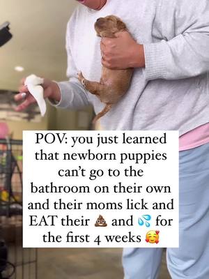 A post by @goldendoodles on TikTok caption: Or if mom isn’t around, we get to do it 🥰.  WE haven’t resorted to using our tongues though 😂. #goldendoodles #puppyfacts #goldendoodlebreeder 