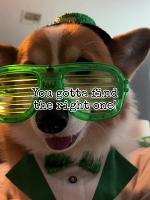 A post by @romothecorgi on TikTok caption: Kiss me, I’m Irish! Well sorta. My ancestors came from over that way somewhere in that general vicinity! 😂 ☘️ #fyp #stpatricksday #corgi #dogsoftiktok 