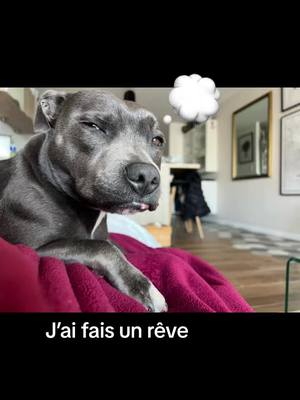 A post by @syrahstaffie on TikTok caption: WonderDog 🦸🏻#pourtoi #fypシ #fypシ゚viral #fyp #fypage #staffy #staffy #fypage #chien #staffylove #staff #loveyou #viral #heros 