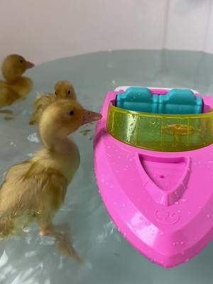 A post by @daisythepig08 on TikTok caption: Barbie ducks! 💁‍♀️ 🦆 #barbie #ducks #animals #quack #boat 