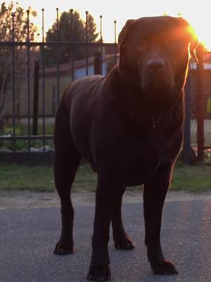 A post by @labrador..olli on TikTok caption: beeinflusst musik ihre stimmlage? Wenn ja, positiv oder negativ? #KommtEsAufFy? #olli #lab #videography #kamera #dogs #❤️ 