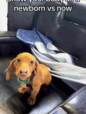 A post by @gideonthedachshund on TikTok caption: alot has changed #dogsoftiktok @Snoop Dogg 