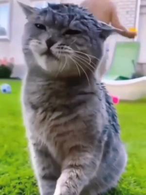 A post by @your_cutepet on TikTok caption: #pet #CutePet #cat #cuteanimals 