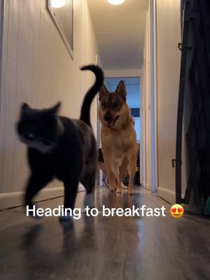 A post by @heyitslee_bekind on TikTok caption: Together: they wake up, go outside, and head to breakfast. Every. Single. Morning. 😍 #BestFriends #petlover #littlelife #biglove #cat #dogs #furamily 