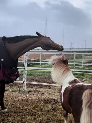 A post by @daria_sv_13 on TikTok caption: Spring 💐 #horse #equine #Love #pony #equestrian #younghorse #equestrianlife #fyp #horses #kiss #equine