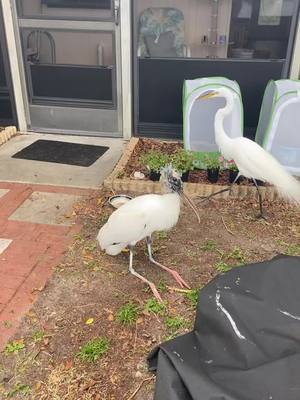 A post by @kt.starseed on TikTok caption: Woody why you sitting like that bro? 🥴#floridabirds #birdtok #birdsoftiktok 