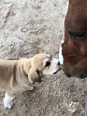 A post by @daria_sv_13 on TikTok caption: Blas & Onana 🐶❤️🐴 #horse #Love #dog #cute #lovestory #friendship #stable #equiestrian #puppy #equestrianlife #equestrianlove #lovehorses #horselife #dogsoftiktok #horsesoftiktok 