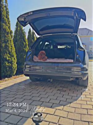 A post by @ab_azimi7 on TikTok caption: #afghan #Toronto #canada #🇨🇦 #audi #mercedes #toypoodle 