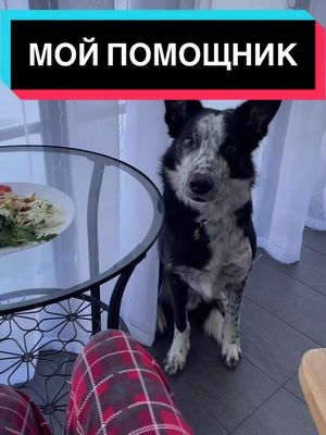 A post by @annmilan.bc on TikTok caption: Собаки  заботливее людей бывают 🫶😂