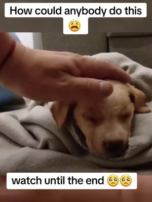 A post by @romansplaytime on TikTok caption: please take care of your companions, they deserve endless love ❤️ #puppy #fyp #adopted #pet #animals #shelter #dogsoftiktok #labrador 