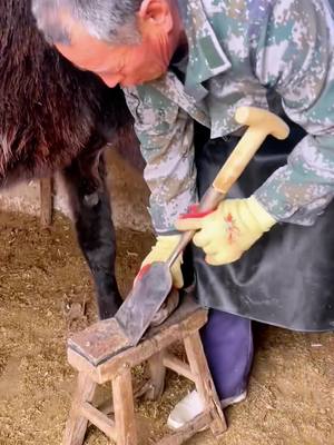 A post by @decompressionking2 on TikTok caption: #satisfying #manicure #shoeing #donkey #decompression #satisfyingvideos #satisfyingvideo #foryourpage 