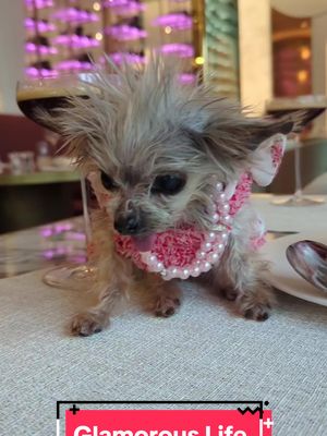 A post by @tinypawsrescues on TikTok caption: Lil Baby Lunch Date#yorkie #tinypawsrescue 