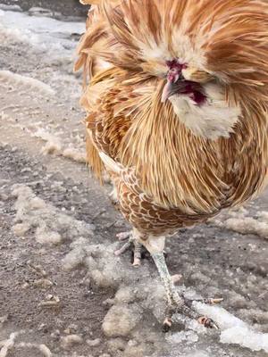 A post by @carlostherooster on TikTok caption: Carlos? Drama? Nooooo #carlos #carlostherooster #rooster #silly #drama #hiswalk #socute #lovehim #wednesday #vibes #snow #winter #chickens 