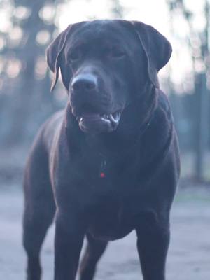 A post by @labrador..olli on TikTok caption: schminken sie sich? #KommtEsAufFy? #olli #lab #videography #kamera #❤️ #dogs 