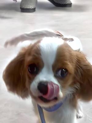 A post by @chicwoof on TikTok caption: Just a cute floof running towards you Part 2. #cavalierkingcharles #cavalier #cavalierpuppy #puppytiktok #dogsoftiktok #cavaliersoftiktok #dogs #puppy #dogrunning 