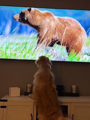 A post by @brewski.o on TikTok caption: Watching some @National Geographic 🐻 #natgeo #queens #nationalgeographic #tripaw 