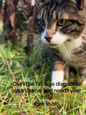 A post by @_max_and_sam_ on TikTok caption: Unfortunately our 4 year old sweet full of life kitty was diagnosed with large cell lymphoma. He means the world to us and has brought so much joy to not only our family, but many others across this platform. We have limited options on treatment and how it affects his quality of life. The best option is treatment, but comes with a hefty price, so we are reaching out to our community asking for any help in this unfortunate time💕 **LINK IN BIO** https://gofund.me/a9579675 