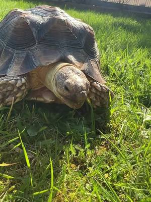 A post by @_la_familia_ on TikTok caption: Ersten Sonnenstrahlen 2024🌞 #turtle #spornschildkröte #fy #fyp #viral 