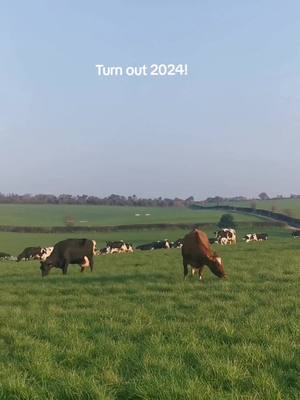 A post by @farmerjeans on TikTok caption: The best day in the farming calendar! #turnout #grasstomilk #happycows #grasspuppy #dairyfarming #womeninag #cowtok #farmtok #fyp #cowgirl #farmher #ukfarming #backbritishfarming #thankafarmer #drinkmilk #undeniablydairy #farmlife 