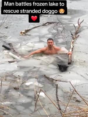 A post by @romansplaytime on TikTok caption: what a legend, selfless act to reduce stranded dog on frozen lake, HERO 🤝#rescuedog #rescue #dogsoftiktok #dog #hero #DogTraining #pet 