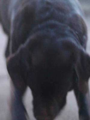 A post by @labrador..olli on TikTok caption: in welchem land waren sie noch nicht, wollen es aber gerne mal besuchen? #KommtEsAufFy? #olli #lab #videography #kamera #dogs #❤️ 