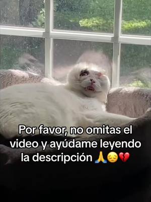 A post by @salva_lunaa on TikTok caption: Mi gato Luna lleva enfermo varios meses, y su sufrimiento persiste. Tememos que solo le queden unos pocos días de vida 😖... Él significa todo para mí, y me niego a perderlo 💞. Desafortunadamente, como joven, carezco de los recursos financieros necesarios para cubrir sus cuidados. Por esta razón, he pensado en utilizar TikTok como un medio para recaudar fondos y salvar a Luna. Para lograrlo, cuento con tu apoyo. El objetivo es hacer que este TikTok se vuelva viral y así financiar los cuidados de Luna. Te pido que te suscribas a mi cuenta y compartas mis videos en TikTok para darlos a conocer. Cuanta más visibilidad, mayor potencial de ayuda. Gracias a ti, podría ofrecerle a Luna una última oportunidad. Un inmenso agradecimiento si decides colaborar 🥹❤️‍🩹 #tiktokespaña #gato #gatostiktok #ayuda #ayudame 