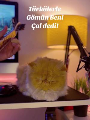 A post by @cocoilemuzik on TikTok caption: Türkülerle gömün beni çal dedi!   • #türkülerlegömünbeni #GülerDuman #türkü #bağlama #cover #cats #cocoyumben