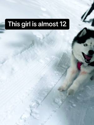 A post by @margothehuskypup on TikTok caption: Forever our lead dog 🐾 #husky #huskiesoftiktok #flying 