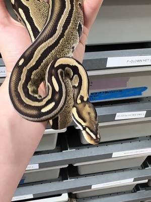 A post by @kmbreptiles on TikTok caption: Tristripe is such a beautiful morph! Fire Tristripe Het Hypo Female. 